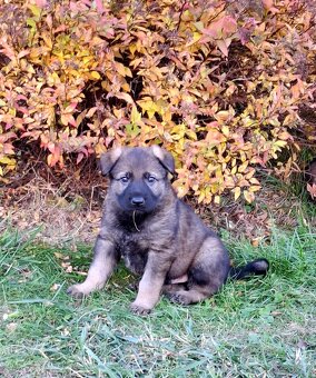 Štěňata Německý ovčák s PP