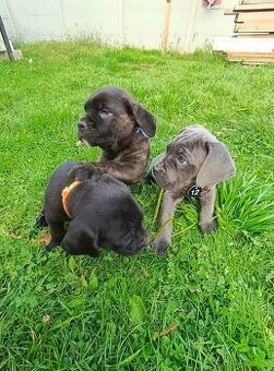 Cane Corso