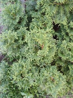 Zerav zapadni a ciprišek tupolistý 40 - 60cm