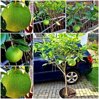 Pomelo, Citrus grandis, citrusy, stromky
