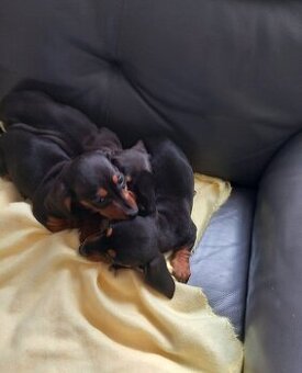 Jezevčík trpasličí