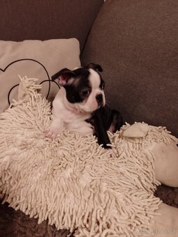 Bostonský teriér s PP FCI