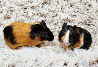 Morče, Morčata, Morčátko, Morčátka - JUSTÝNA A JESSIE