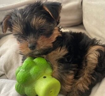 Jorkšírský teriér