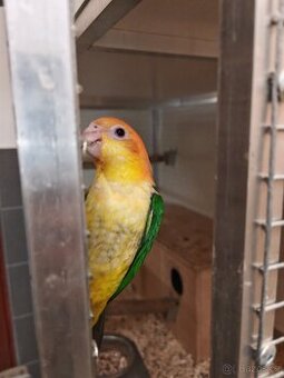 Amazonek bělobřichý