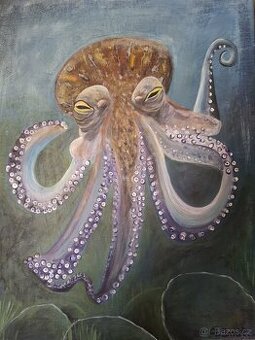 obraz, chobotnice, Octopus, 30x40