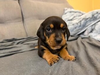 Merle. Černý. jezevčíci. Jezevčík