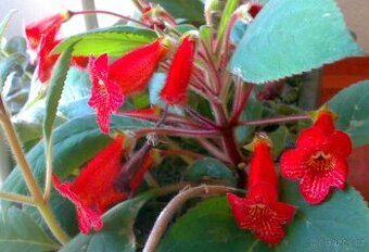 Kohlerie - Kohleria eriantha - rostlina
