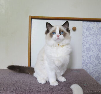 Ragdoll kocourci s průkazem původu - 1