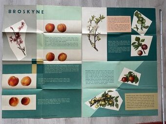 Predám ovocinárske plagáty z roku 1961 - pozri všetky foto