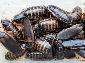 Šváb argentinský (Blaptica dubia) – 10 kusů