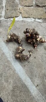 Dosna indická - Canna indica