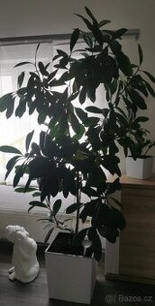 Ficus cyathistipula