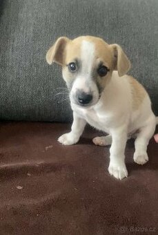 Jack Russell