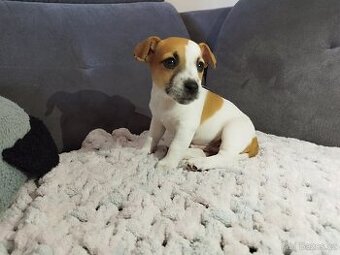 Jack Russell