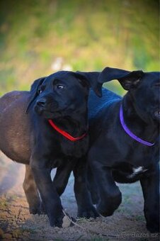 Štěňata Labrador-Labradorský Retrívr Fenečky