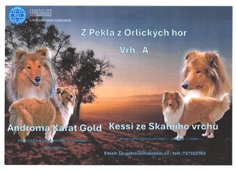 KOLIE DLOUHOSRSTÁ - ŠTĚŇÁTKA s PP   (FCI)