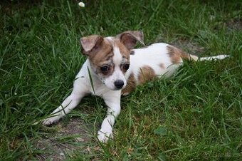 ČIVAVA - KRÁTKOSRSTÁ - PES  / rezervován /