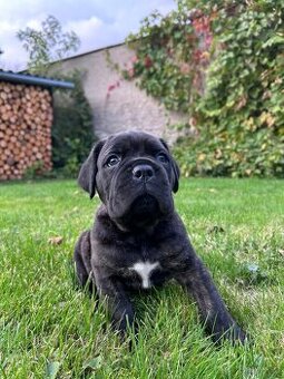 Cane Corso štěňátka BEZ PP
