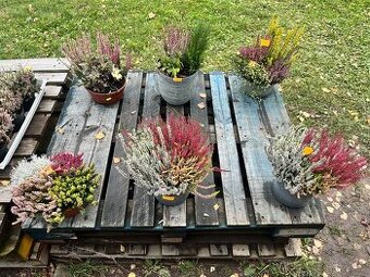 🌿 Podzimní vřesy a dekorace na prodej 🌿