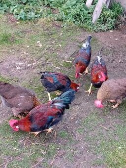 Kohouti vlaška koroptví