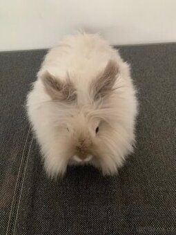 Zakrslý kralíček teddy s PP