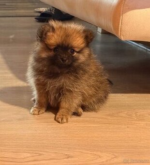 Německý špic trpasličí/pomeranian