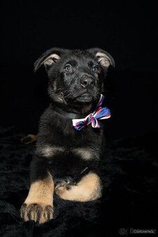 Štěně Německý ovčák s PP