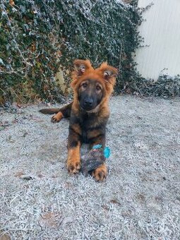 Německý ovčák s PP