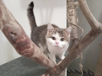 Britský kocourek s PP🎄 VÁNOČNÍ CENA🎄