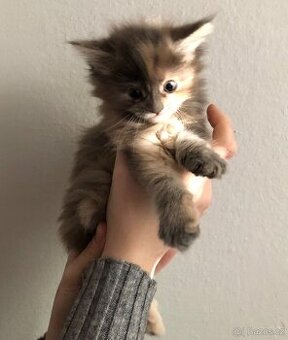 Koťata Mainská mývalí bez PP