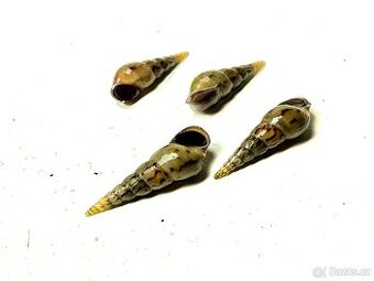 Piskořka věžovitá - akvarijní šnek