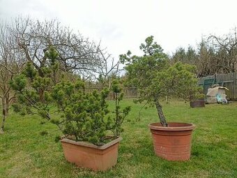 Borovice bonsaj/niwaki – 2 ks