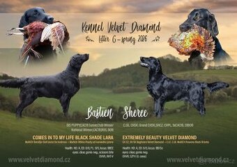 Flat Coated Retriever- černá štěňátka s PP