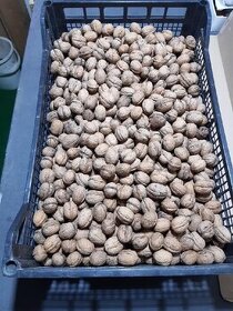 Vlašské ořechy cca 8kg