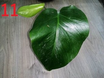 11.Monstera Deliciosa Albo variegata - Revert