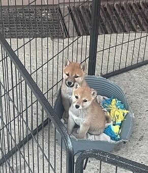Shiba inu