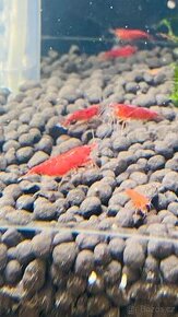 Prodám krevetky Neocaridina Bloody Mary - 1