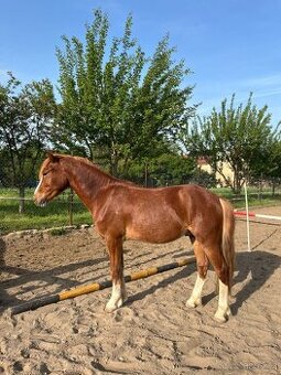 Krásný valašek Welsh pony of cob type C