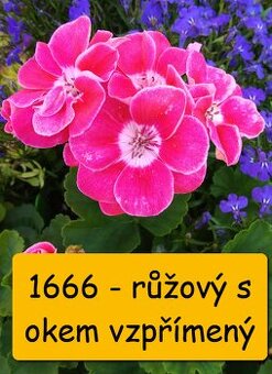 Balkonovky - muškáty, tabák, lobelka a další - možné poslat