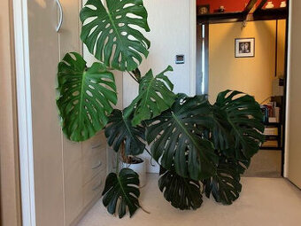 Monstera skvostná (Monstera deliciosa)