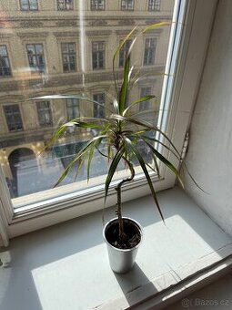 Dracena Marginata - 30 cm