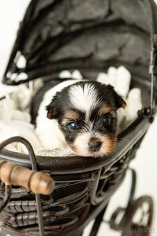 Biewer a Biro Yorkshire Terrier s PP,  Jorkšír terier s PP