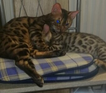 Bengalská kočka