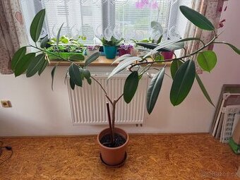 Fikus robusta