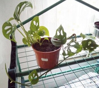 Pokojová Monstery Monkey Leaf