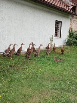 Indický běžec