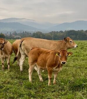 Parthenaise, Blonde d Aquitane jalovice zastav