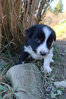 Štěně Border kolie