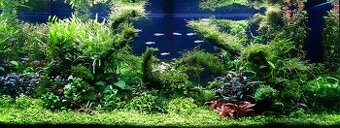 Realizace, revitalizace a údržba sladkovodních akvárií